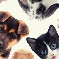 Collection image for: Κατοικίδια