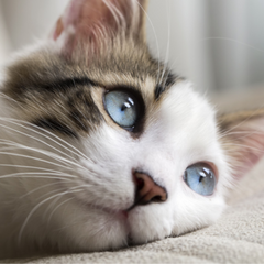 Collection image for: Γάτες